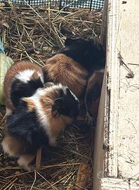 Cavie peruviane tricolor