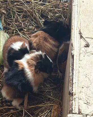 Cavie peruviane tricolor