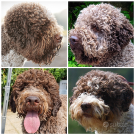 Stalloni di Lagotto disponibili per monta