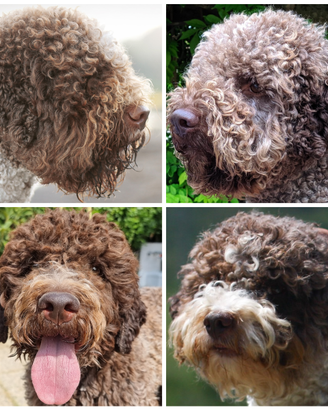 Stalloni di Lagotto disponibili per monta