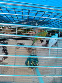 Coppia cocorite con gabbia