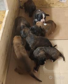 Cuccioli boxer