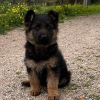 Cucciolo pastore tedesco