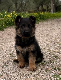 Cucciolo pastore tedesco