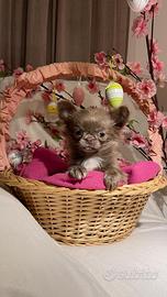 Chihuahua cucciolo lilac e bianco pelo lungo