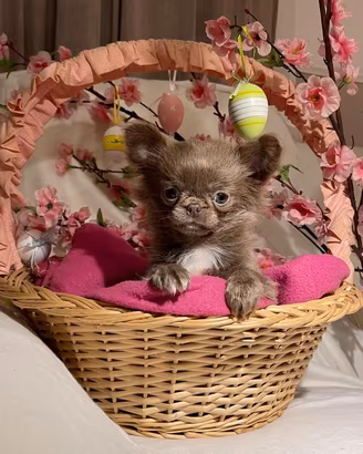 Chihuahua cucciolo lilac e bianco pelo lungo