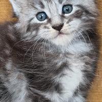 Cuccioli di Maine coon