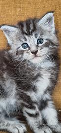 Cuccioli di Maine coon