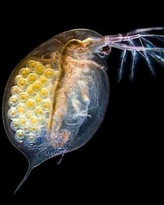 Starter Dafnia / Daphnia