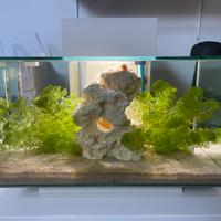 Acquario 23 litri askoll edge