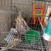 Pappagalli Calopsite