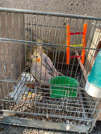 Pappagalli Calopsite