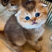 Cucciolo Scottish fold con pedigree