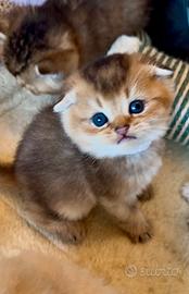 Cucciolo Scottish fold con pedigree