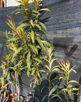 Oleandri foglia bicolore,fico d india ,melograno