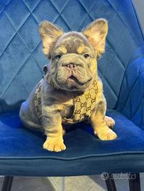 Bulldog Francese Big Rope Visual Fluffy