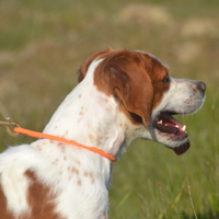 Cane epanieul breton