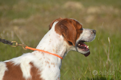 Cane epanieul breton