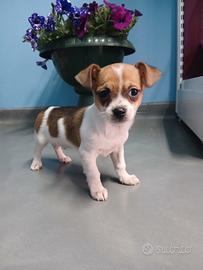 Cucciolo di Chihuahua