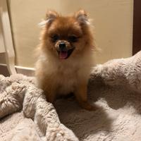Cucciola Spitz di Pomerania
