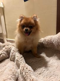 Cucciola Spitz di Pomerania