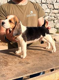 Cucciolo beagle