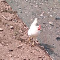 Livornese , Araucana ,Ayam Cemani