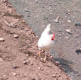 Livornese , Araucana ,Ayam Cemani