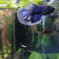 PESCI Betta