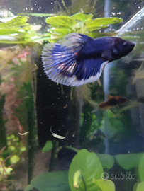 PESCI Betta