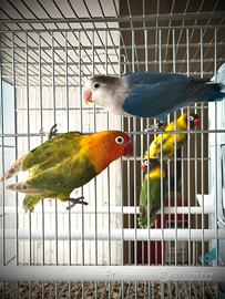 Coppia Agapornis Fisheri