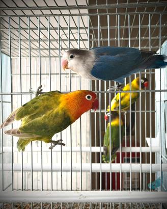 Coppia Agapornis Fisheri