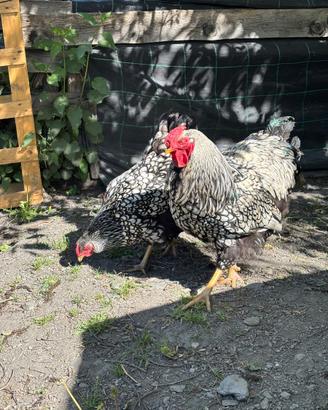 Coppia Wyandotte argento orlo nero