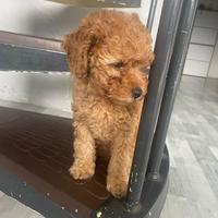 Cucciola di barboncino toy