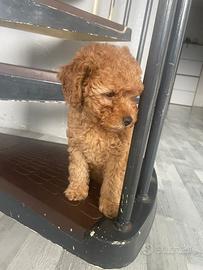 Cucciola di barboncino toy