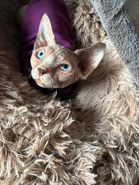 Cucciola Sphynx