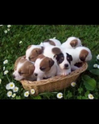 Cuccioli jack russel