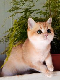 British shorthair