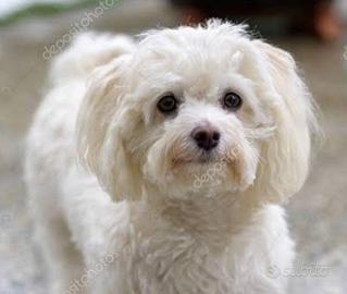 Meticcio di due mesi