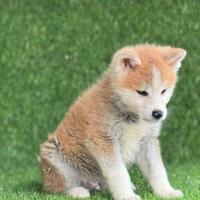 Akita inu con pedigree enci