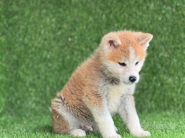 Akita inu con pedigree enci