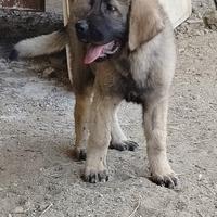 Cani da caccia