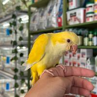 Pullo parrocchetto monaco lutino