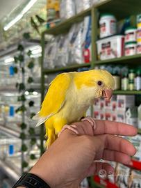 Pullo parrocchetto monaco lutino