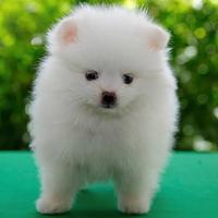 Cuccioli di Spitz