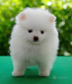 Cuccioli di Spitz