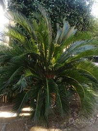 Palma Cycas in vaso