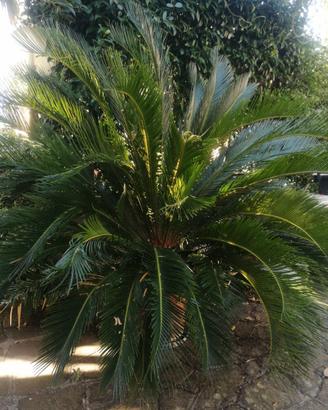 Palma Cycas in vaso