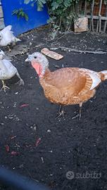 Tacchini rossi di Borbone