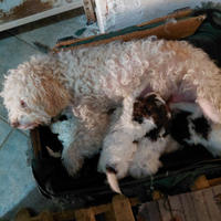 Cuccioli cane lagotto
